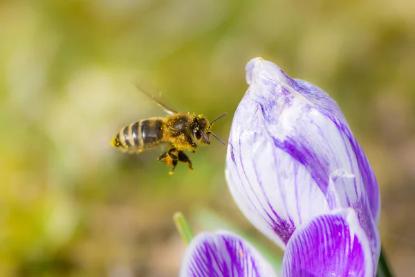 Bee flying to a crocus flower — Stock Photo, Image