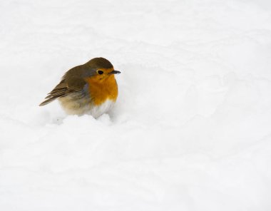 Robin bird sitting in the snow clipart