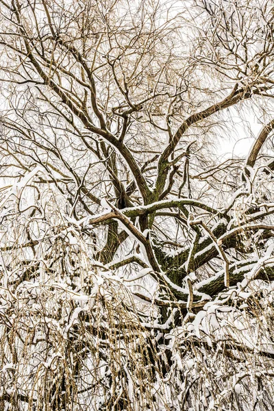 Abstract treetop med frostat grenar — Stockfoto