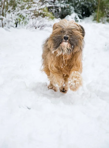 Tibetansk terrier hund kör i snön — Stockfoto