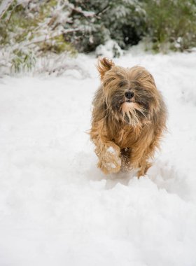 Karda çalıştıran Tibet terrier köpek