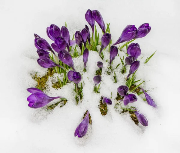 Fiori di croco viola nella neve — Foto Stock