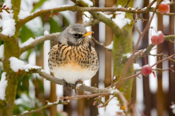 Feldvogel sitzt auf einem Baum — Stockfoto