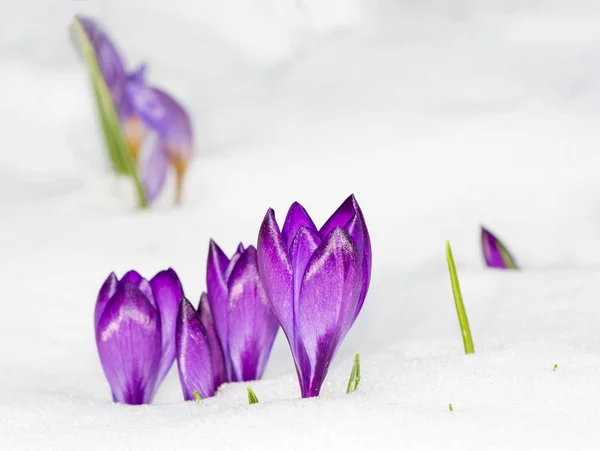 Fioletowy krokus kwiaty na śniegu — Zdjęcie stockowe