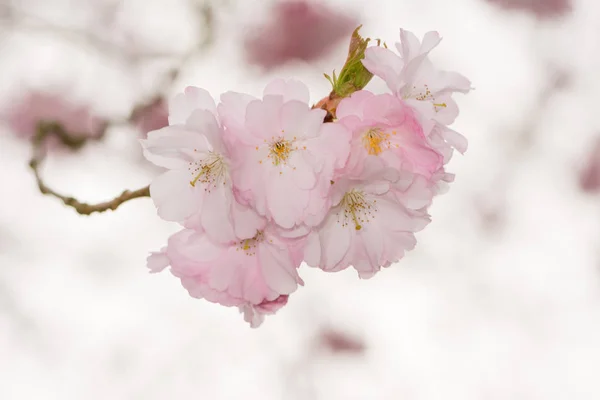 Beautiful pink cherry blossoms — Stock Photo, Image