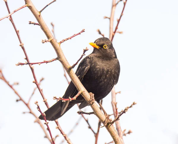 Amsel sitzt auf einem Zweig — Stockfoto