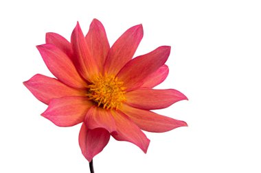 İzole edilmiş kırmızı yıldız çiçeği.