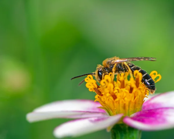 꽃에 수분을 하는 벌 — 스톡 사진