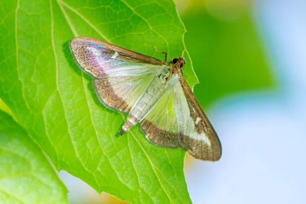 Buchsbaummotte — Stockfoto