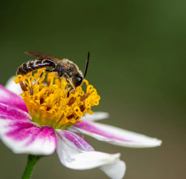 Abelha polinizando em uma flor — Fotografia de Stock