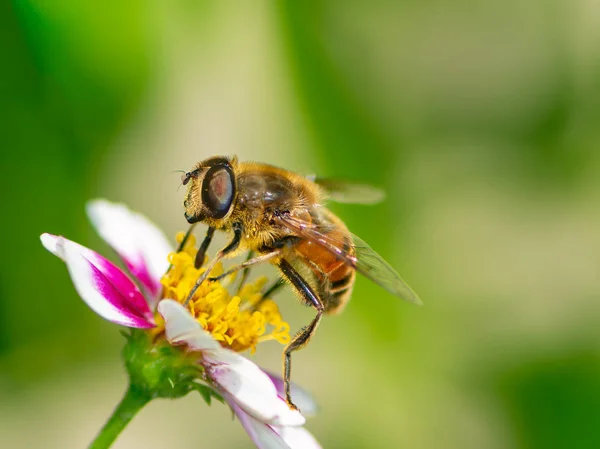 Bee pollinating on a flower blossom — Stock Photo, Image