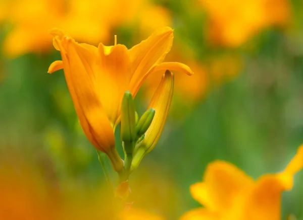 Orange campsis flower blossom — Stock Photo, Image