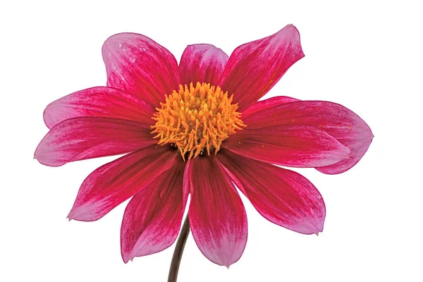 Flor de flor de dália vermelha isolada — Fotografia de Stock