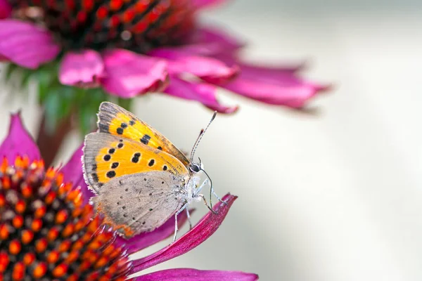 Papillon commun en cuivre recueillant du nectar sur une fleur — Photo