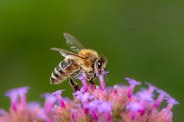 Bijen bestuiven op een bloesem — Stockfoto