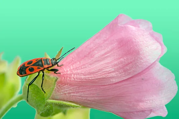 Firebug em uma flor de malva rosa — Fotografia de Stock