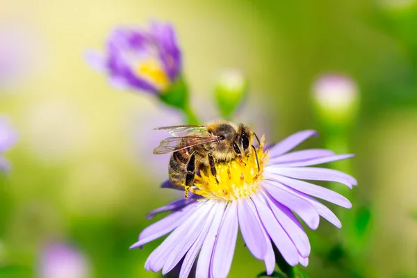 Biet samlar nektar på en Aster blomma — Stockfoto