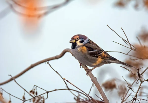 Vrabec polní sedí na větvičce — Stock fotografie
