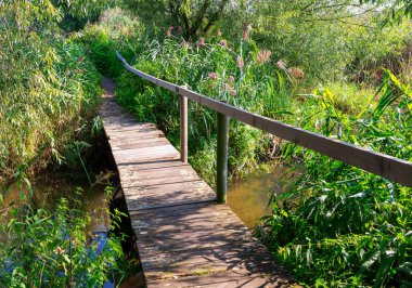 Doğal bir manzarada tahta yaya köprüsü