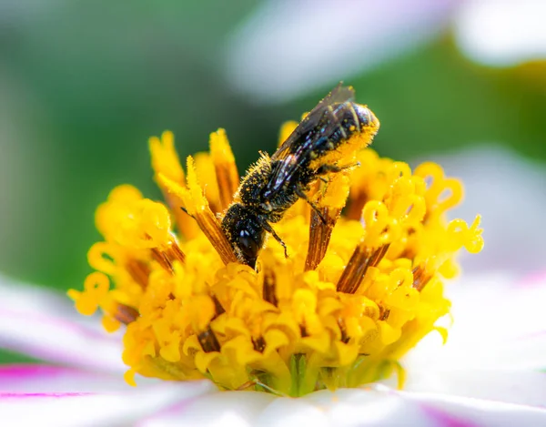 Pollinisation des abeilles sur une fleur — Photo