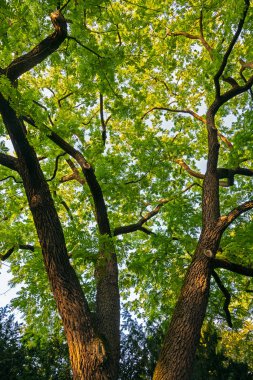 Abstract treetop of a Gleditsia tree