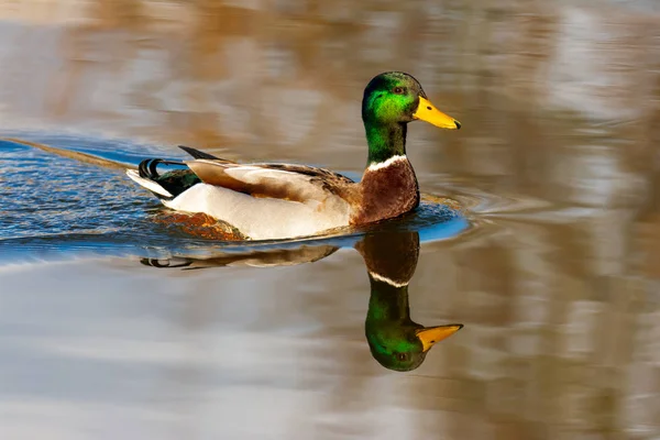 Swimming male wild duck — Stock Photo, Image
