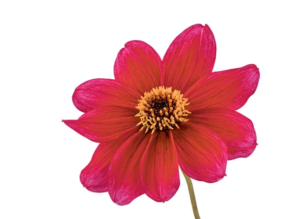 Flor de flor de dália vermelha isolada — Fotografia de Stock