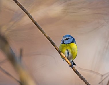 Mavi baştankara kuş