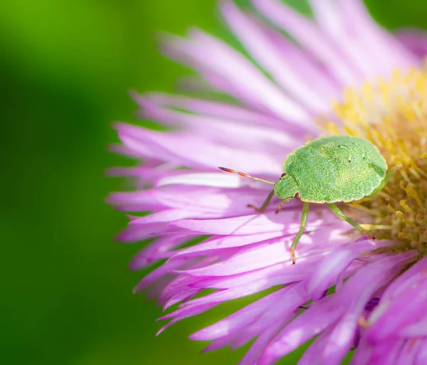 Green shield bug on a pink aster flower
