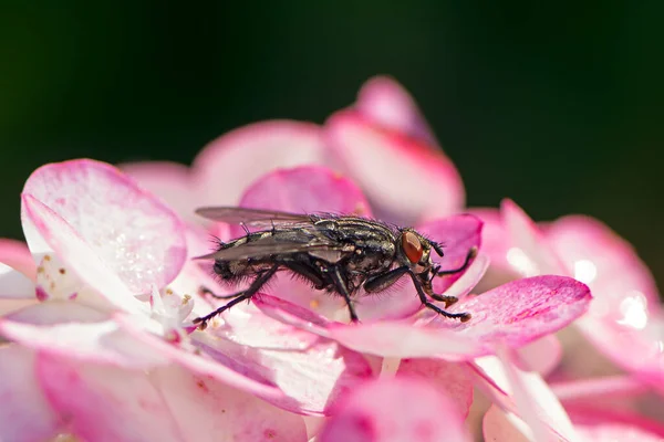 Makro einer Fliege auf einer Blüte — Stockfoto