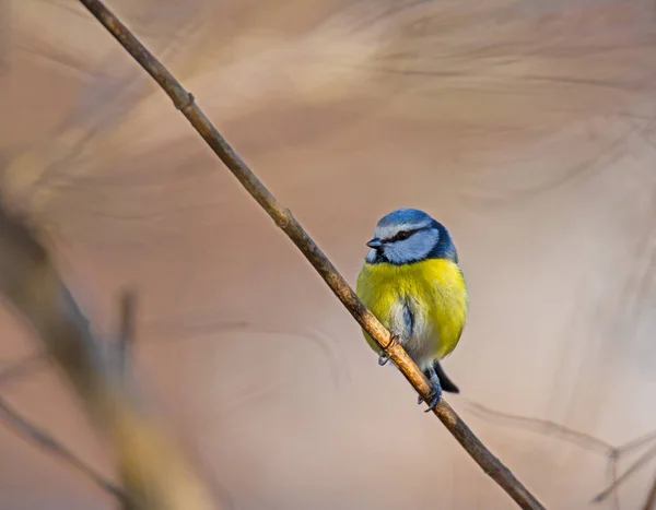 蓝雀的鸟 — 图库照片