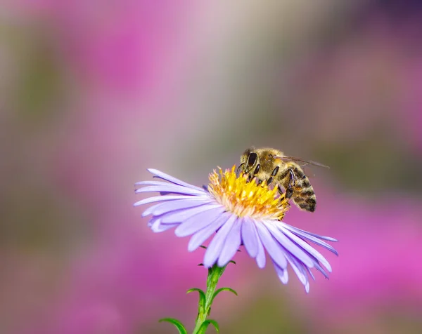 Abeja recogiendo néctar en una flor de Aster —  Fotos de Stock