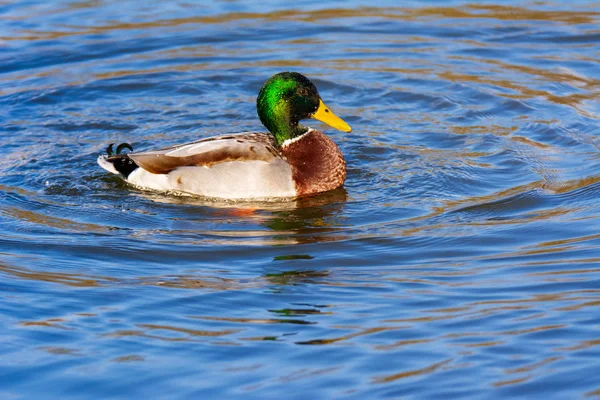 Swimming male wild duck — Stock Photo, Image