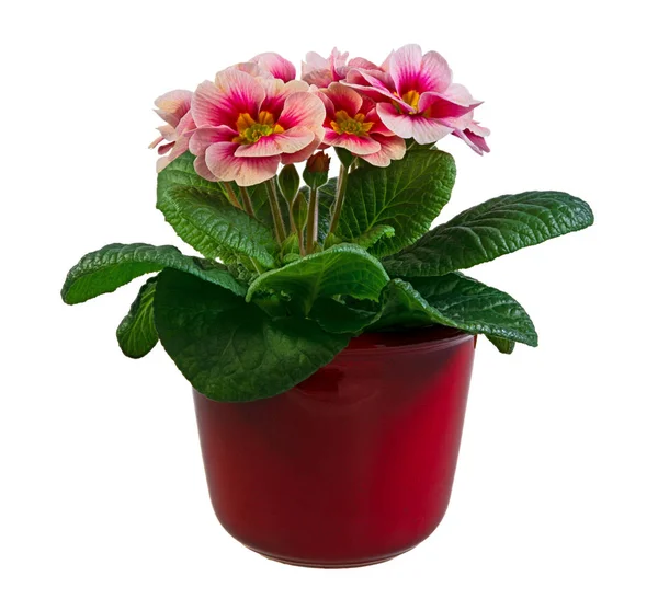 Rosa isolata fiore di primula in un vaso da fiori — Foto Stock