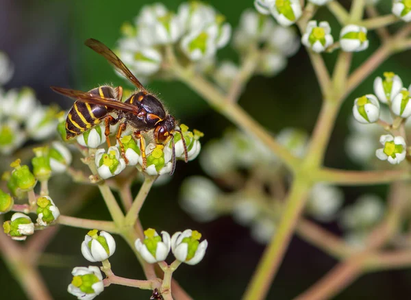 Vosa Květech Včelího Stromu Tetradium — Stock fotografie