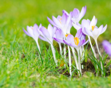 Çayır çiçekli bir bahçe.