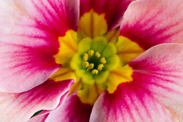 Macro Uma Flor Prímula Rosa — Fotografia de Stock