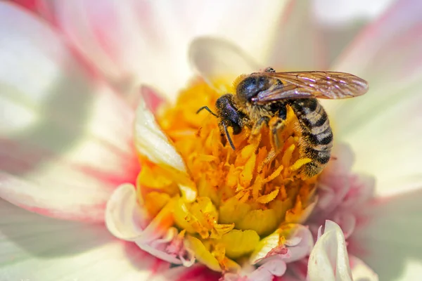 Macro of a bee collection pollen on a dahlia flower blossom