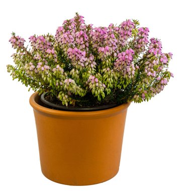 İzole edilmiş saksı çiçekli kenevir bitkisi (Erica Carnea)
