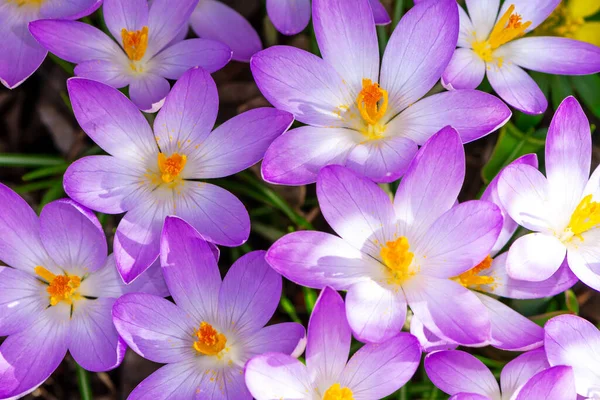 Macro Group Purple Crocus Blossoms — Stock Photo, Image