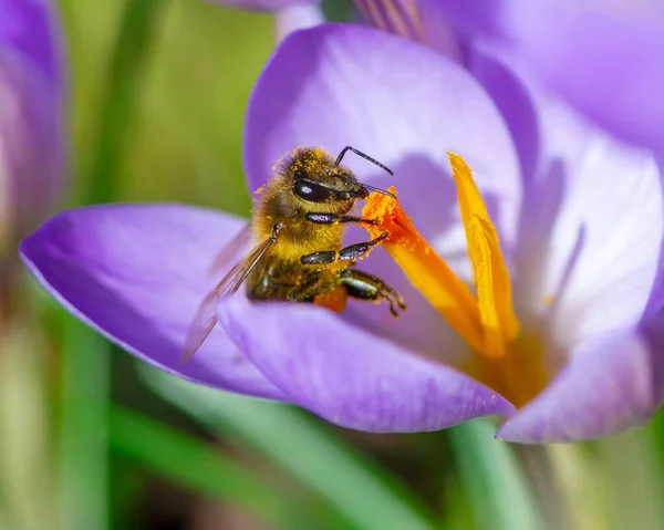 一只蜜蜂在紫色番红花上的宏观调控 — 图库照片