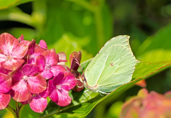 Brimstone Butterfly Sitting Blossoms Flower — Stock Photo, Image