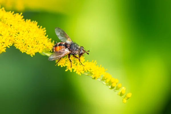 Makro Včelího Opylení Květu — Stock fotografie