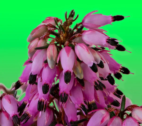 Makro Květů Zimního Kvetoucího Vřesu Erica Carnea — Stock fotografie