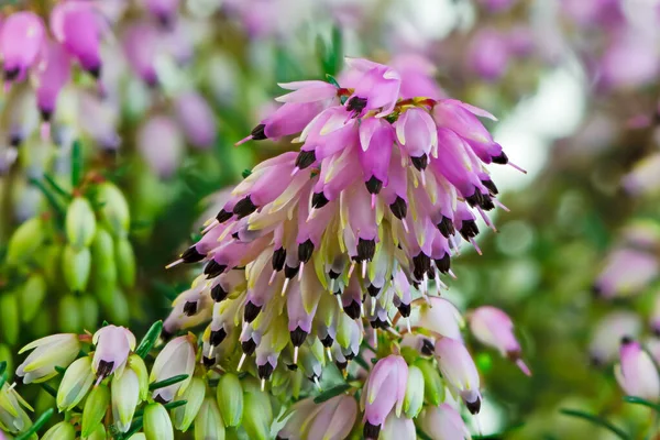 Macro Fleurs Une Bruyère Fleurs Hiver Erica Carnea — Photo