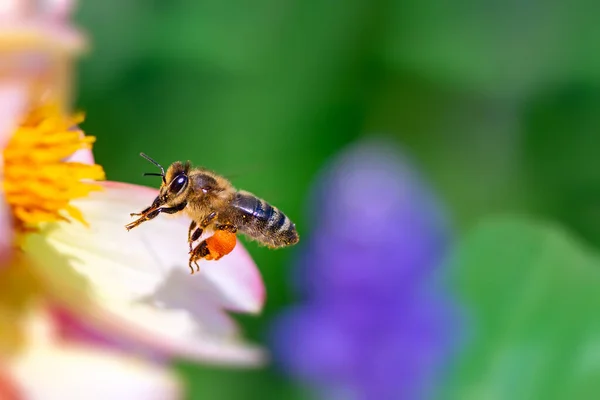 Abelha Voando Para Uma Flor Rosa — Fotografia de Stock