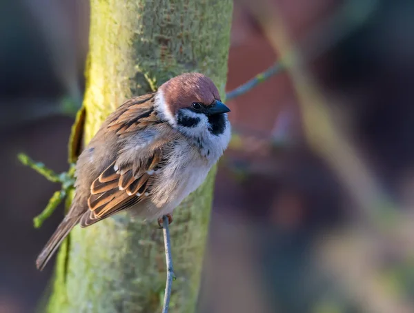 Closeup Eurasian Tree Sparrow Sitting Twig — Stock Photo, Image