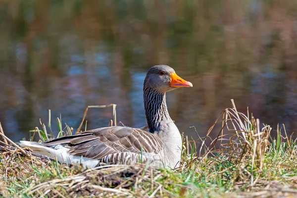 Greylag Goose Anser Anser Берегу Моря — стоковое фото