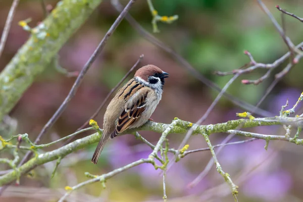 Closeup Sparrow Bird Sitting Brach Tree — Stock Photo, Image