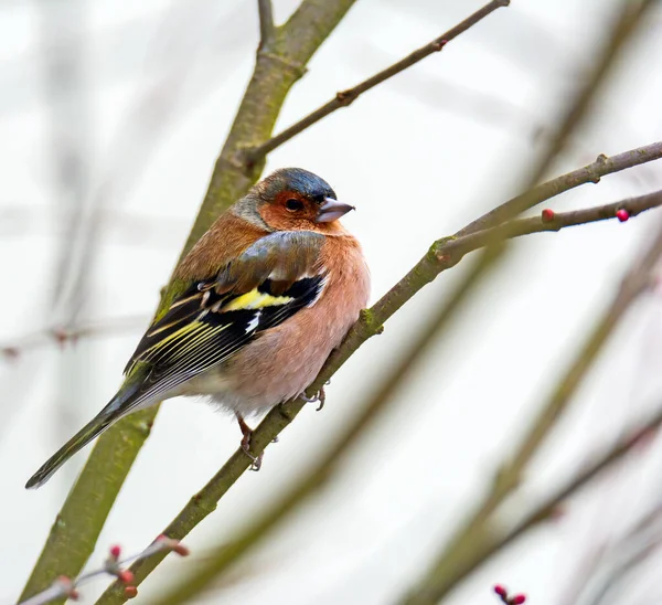 Großaufnahme Eines Männlichen Vogels Der Auf Einem Baum Sitzt — Stockfoto